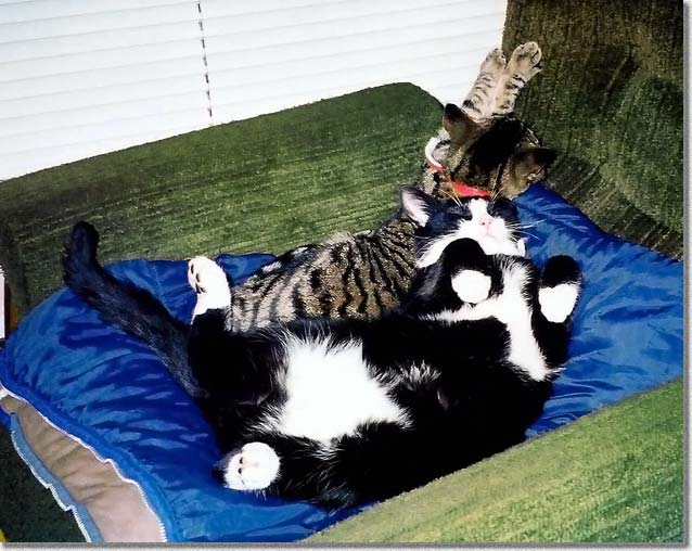 ぐーすかぴーすか